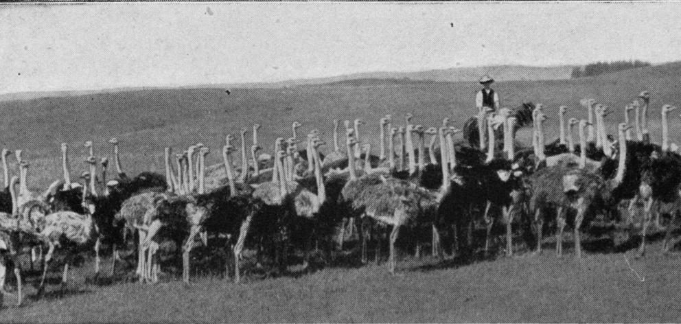 Pukekohe的一个驼鸟农场,奥克兰。 - Otago Witness,19.5.1919