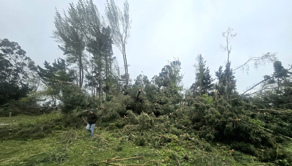 Storm damage on a lifestyle block in Waimatuku, near Invercargill. Photo: Laura Turner