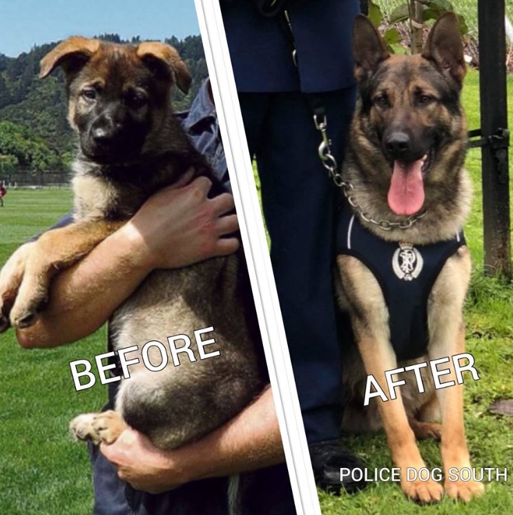 What Language Do Police Dogs Understand