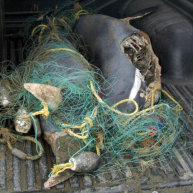 Dolphin deaths in fishing nets are a serious problem. Photo: Dr Liz Slooten / File image