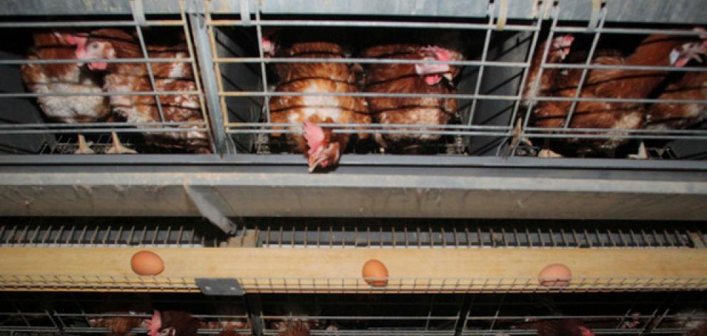 Consumers are becoming more concerned about issues such as whether eggs sold as free range are...