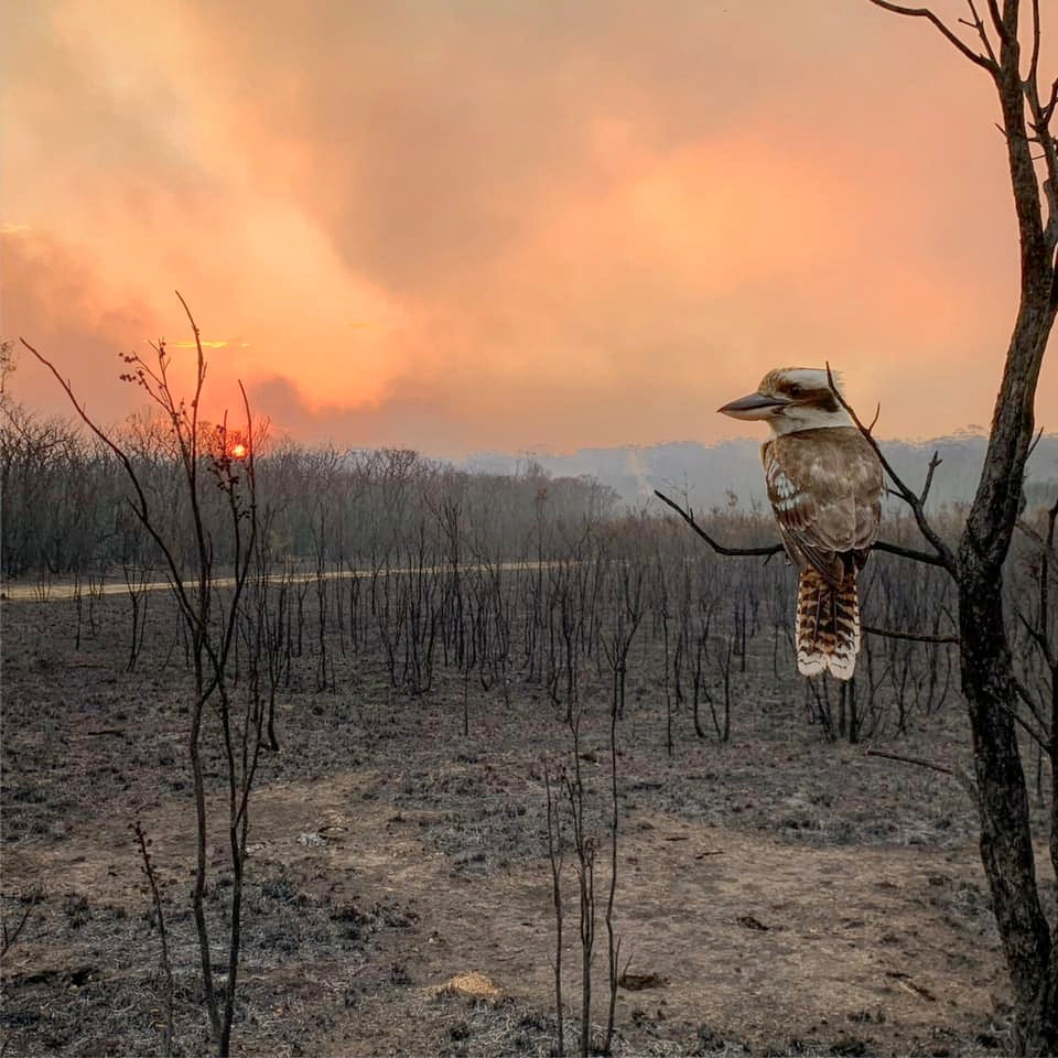 A kookaburra perches on a burnt tree in the aftermath of a bushfire in Wallabi Point in New South...