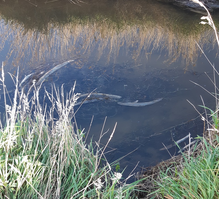 Thousands of dead eels have been found in the Low Burn Stream near Mataura. Photo: Environment...