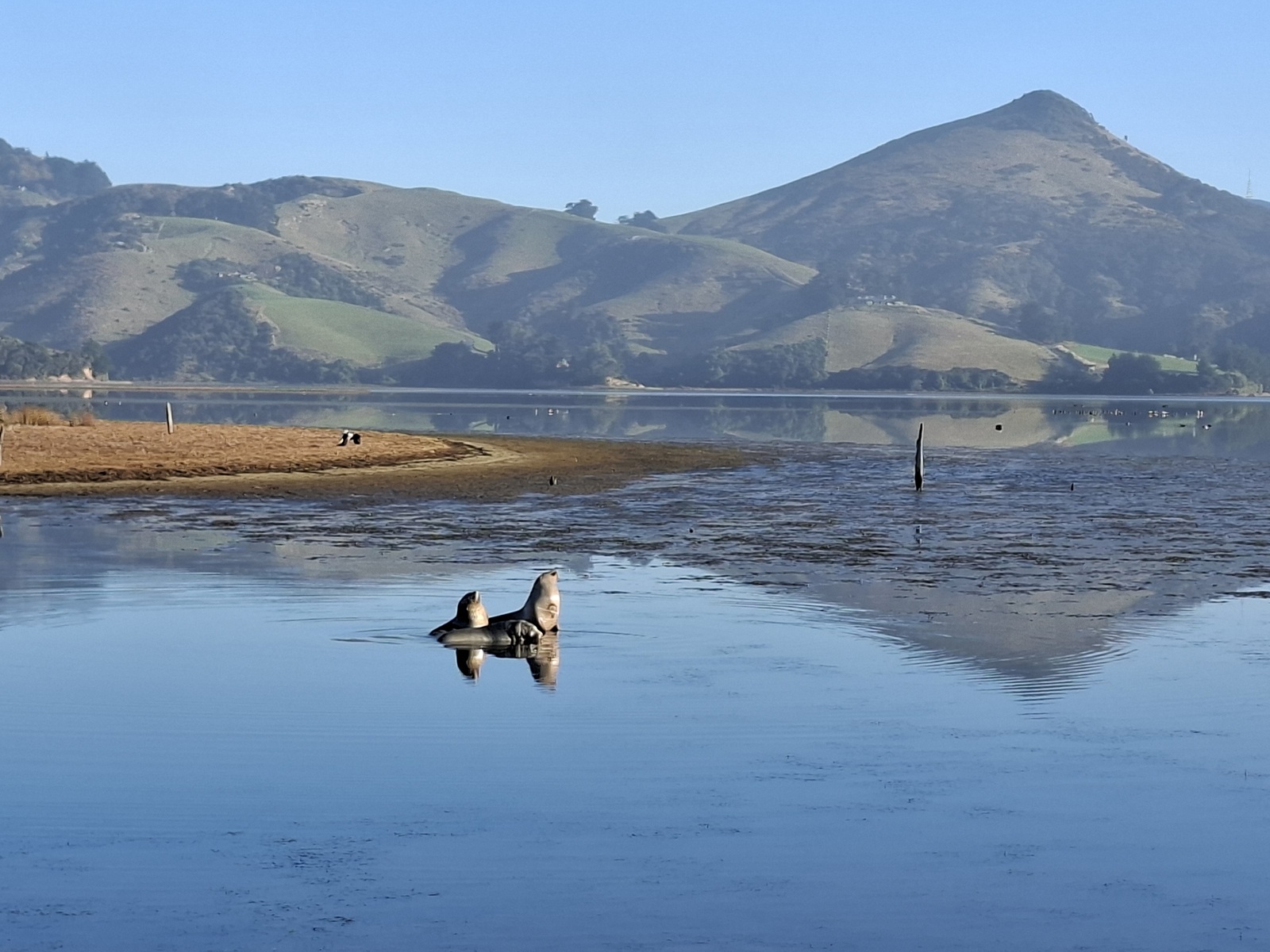 Sea lion/pakake pups playing at Hoopers Inlet. Photo: Doc