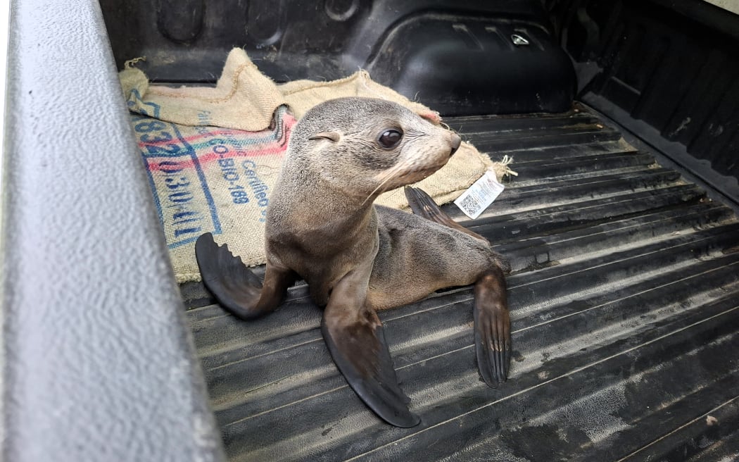A kekeno / New Zealand fur seal pup. Photo: Supplied / Department of Conservation