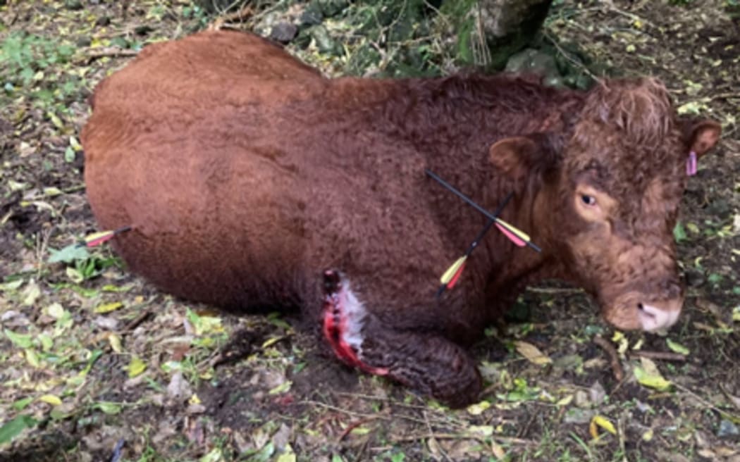 Donald Love took this photo moments after finding the injured bull. Photo: Supplied / Donald Love