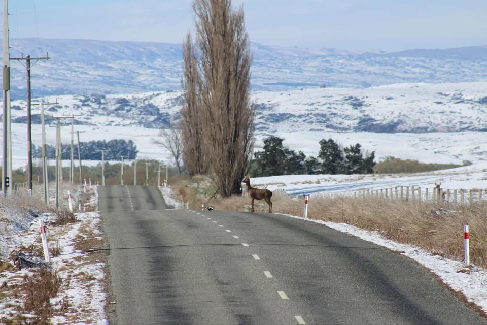 Snow led to some surprising sights on St Bathans Loop Rd in Central Otago this morning. Photo:...
