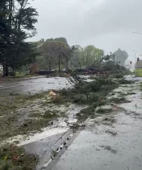 Trees down on Elles Rd in Invercargill. Photo: Invercargill City Council