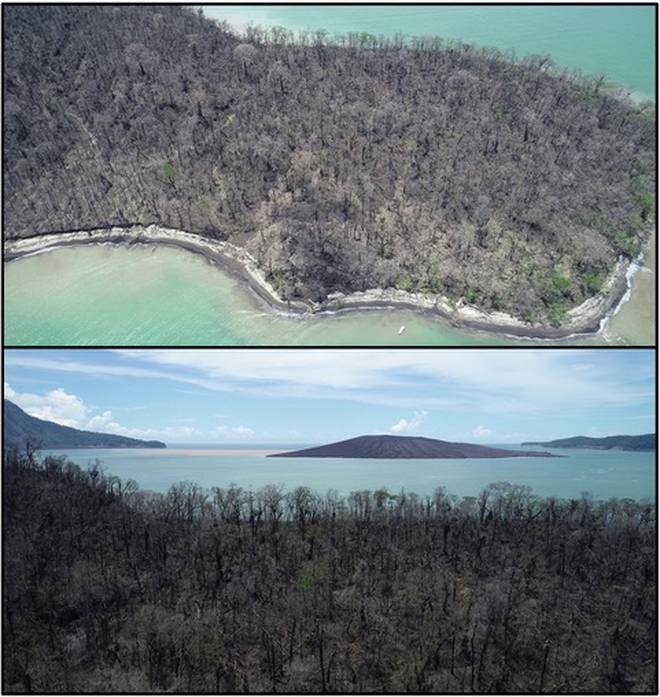 This dead forest on Panjang Island, to the north east of the Anak Krakatau volcano, shows some of...