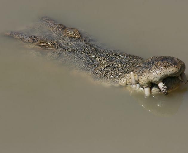 Border force officers are scouring the crocodile-infested mangroves with the help of Queensland...