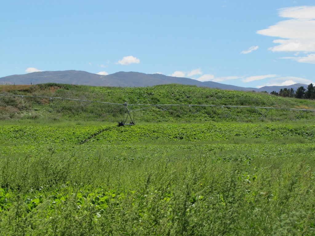 Green paddocks sit beside the Lindis River SH8 crossing last weekend. PHOTO: PAM JONES