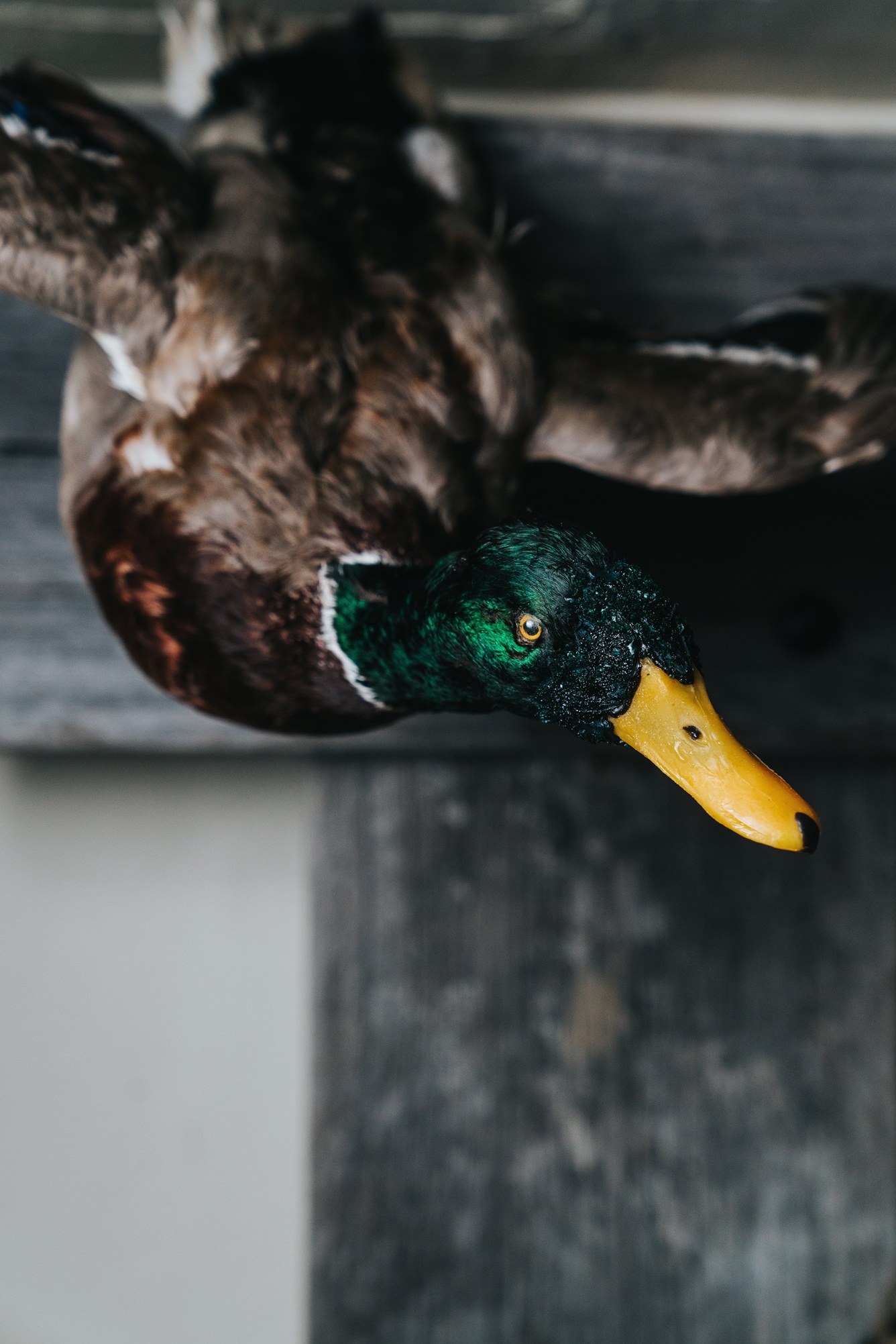 Amisfield’s re-creation of the New Zealand mallard. Photo: supplied