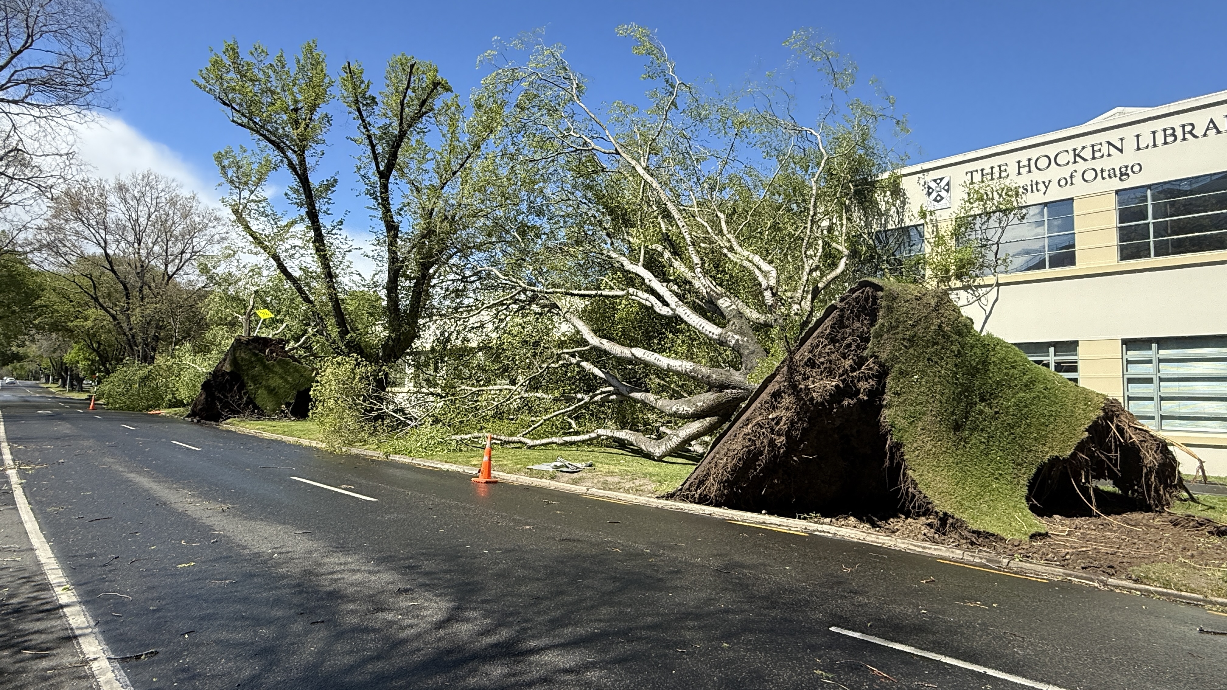 Giant elm trees in Dunedin's Anzac Avenue were skittled by the intense winds on Thursday. PHOTO:...