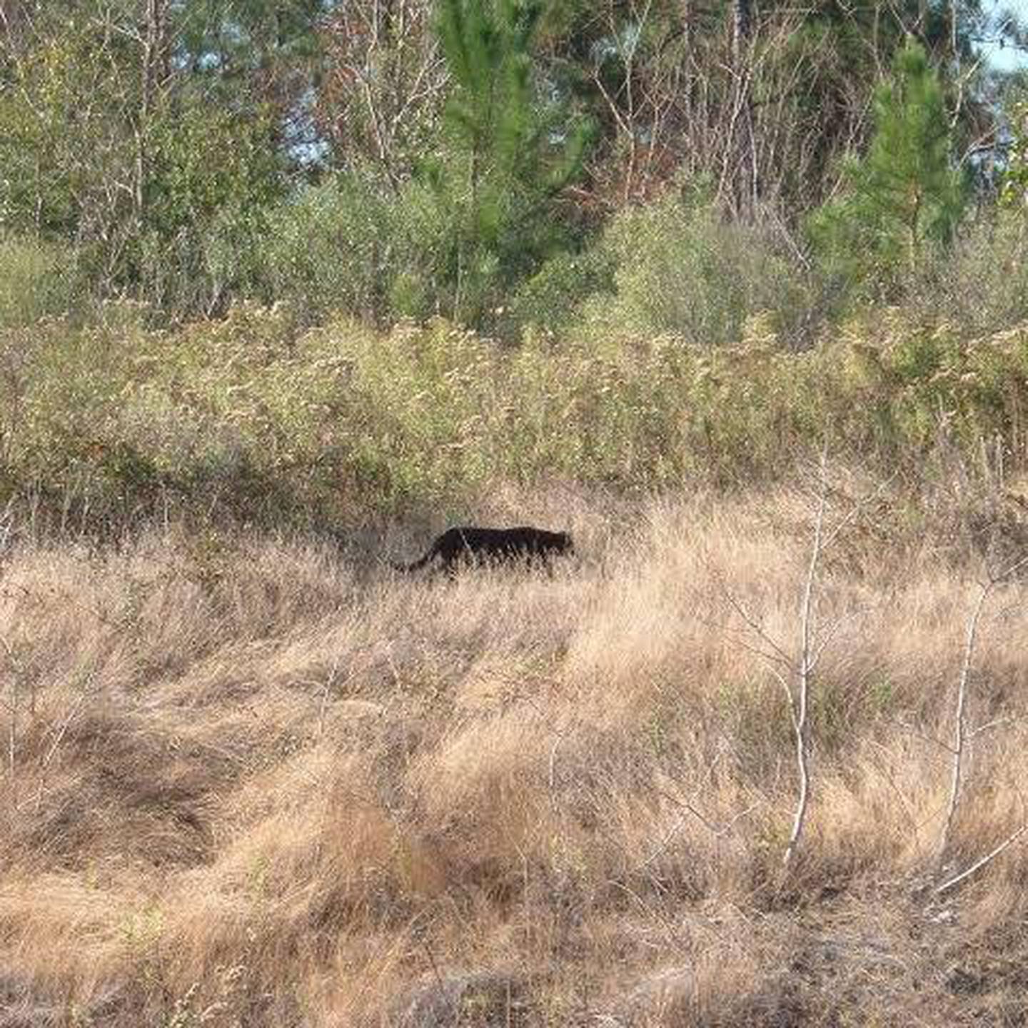 Repeated sightings of large black cats have been reported from various parts of Canterbury. Photo...