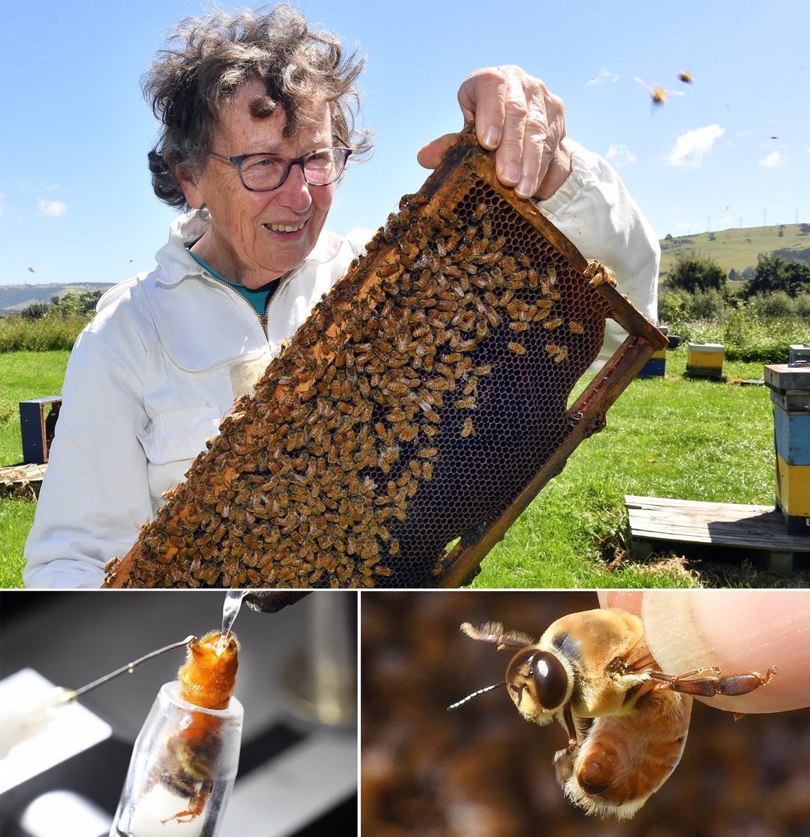Invermay Agricultural Centre apiarist Frances Trewby selects a queen bee to artificially...