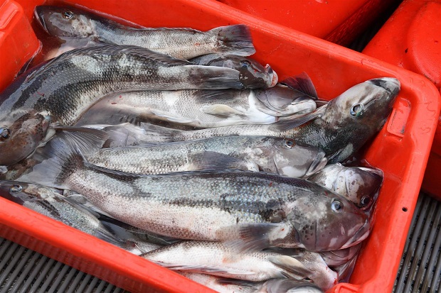 Some people are hoping for a lowered recreational take of blue cod off the Otago coast. Photo ODT