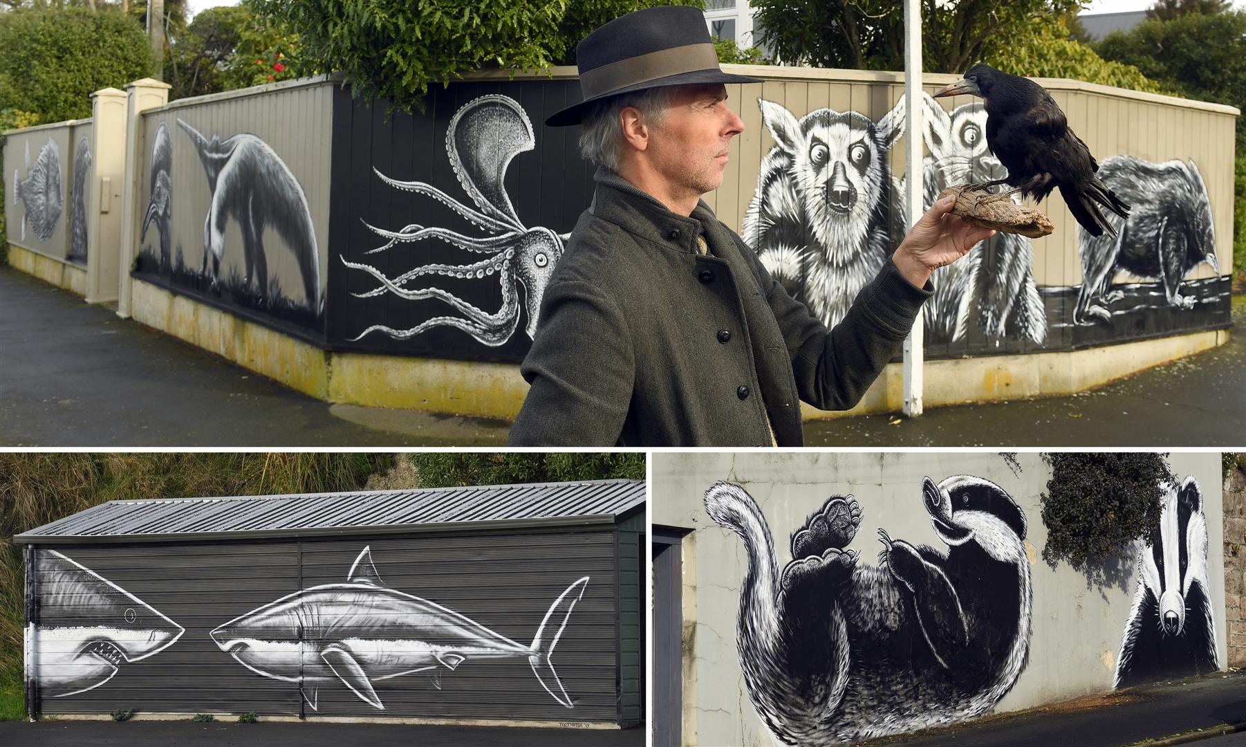 Dunedin artist Bruce Mahalski holds a stuffed rook, in front of his Highgate mural. Bottom left, other murals he has created in Portobello Rd, Andersons Bay, and in Royal Tce. Photos: Stephen Jaquiery