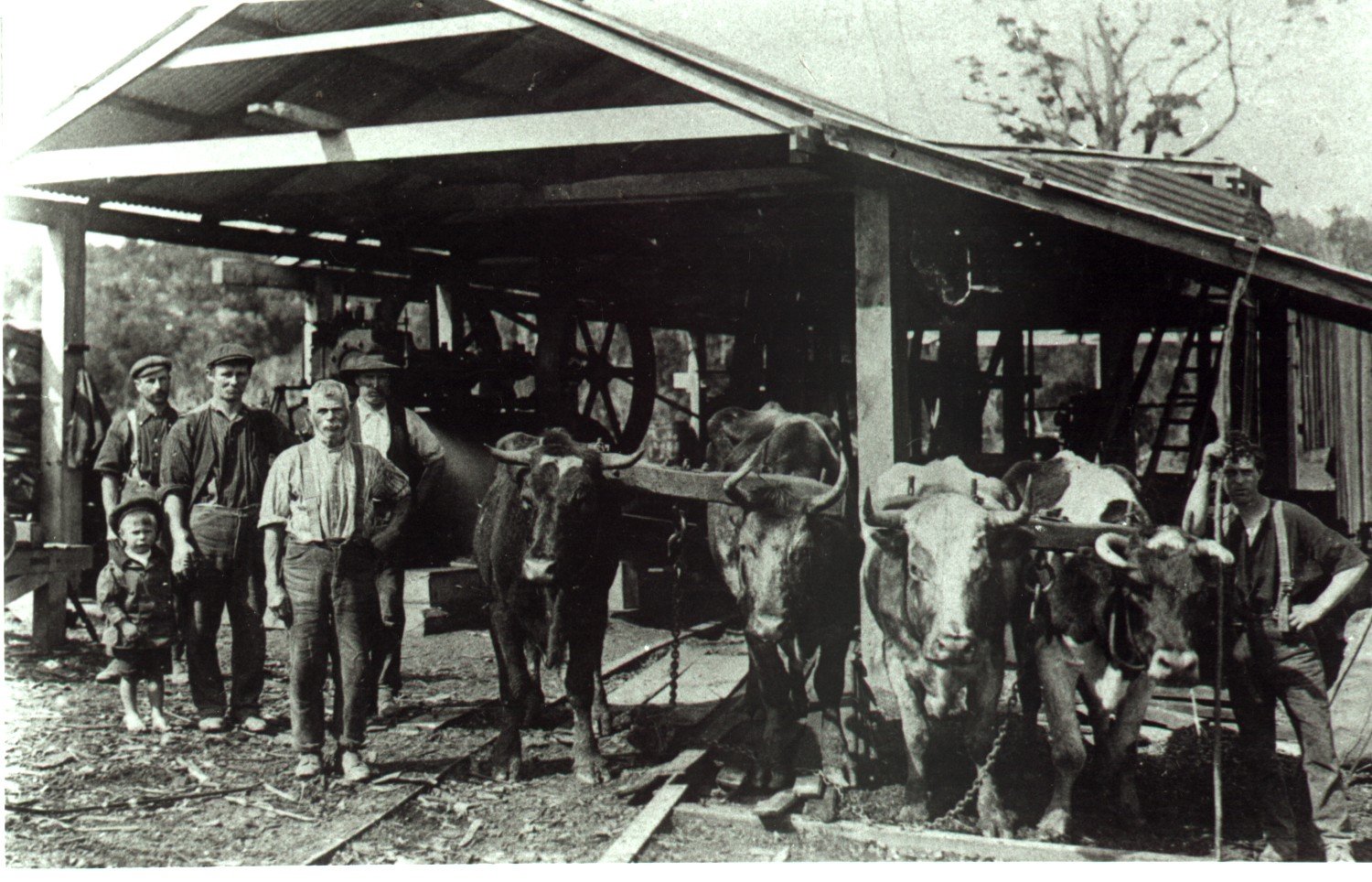 Pictured at their Waikoata sawmill circa 1910 are (from left) Charles, Ted (4), John, and Tom...