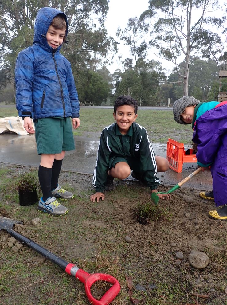 Burnside Primary School pupils (from left) Cairo Wesley, Ivan Carrapiett and Paul Campana plant...