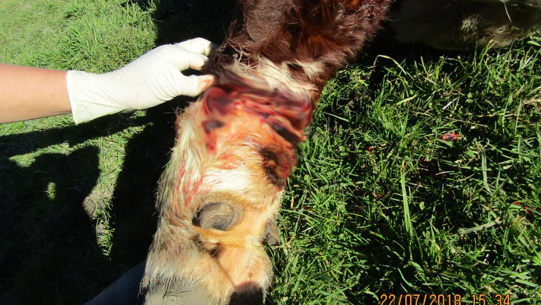 Cow wounded by fencing wire. Photo: Supplied