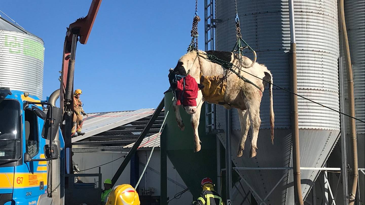 A cow found itself in the air today after it got into a rather tricky situation. Photo: Supplied...