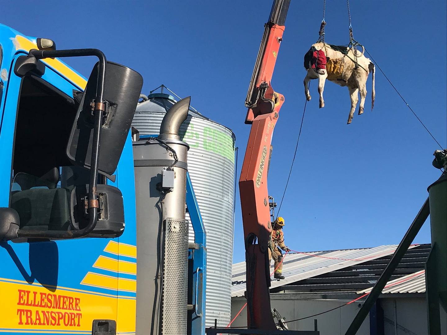 Fire crews were able to get the cow out safely. Photo: Supplied via NZ Herald