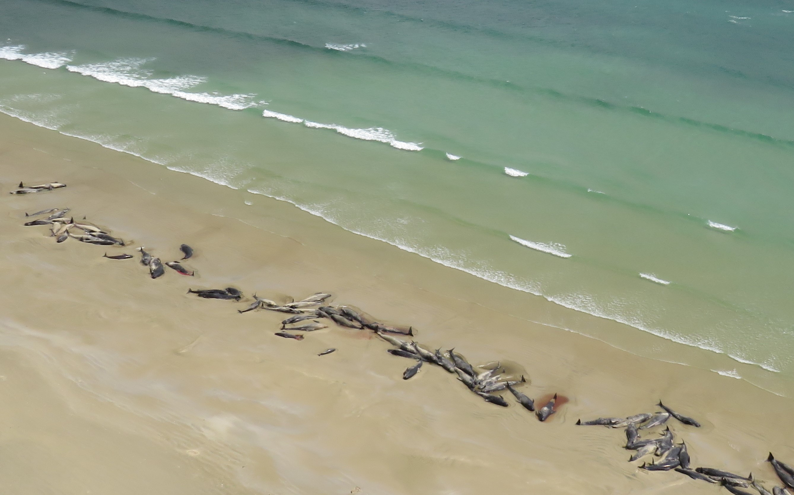 Up to 145 pilot whales have stranded and died on a remote beach on Rakiura/Stewart Island over...