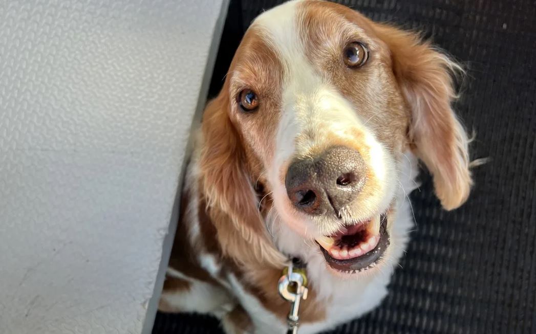 Vito is trained to detect the invasive Argentine ant species. 