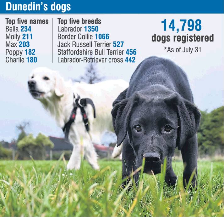 Exploring the Shand Park dog exercise area at Green Island yesterday are golden retriever Mila ...