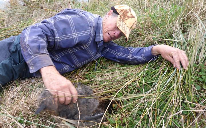 Forest and Bird volunteer and contractor Graeme Loh said it was a gruesome scene to find all the...