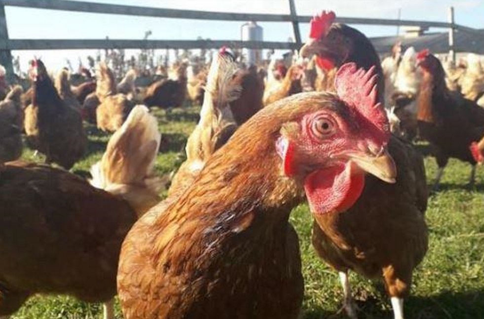 The huge flock of hens acquired by mistake. Photo: Facebook/The Animal Sanctuary via RNZ