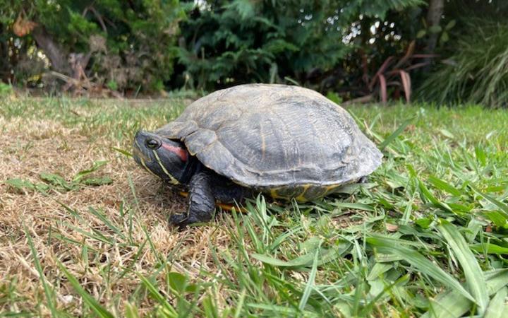 Murtle went missing with fellow turtle Max. Photo: RNZ