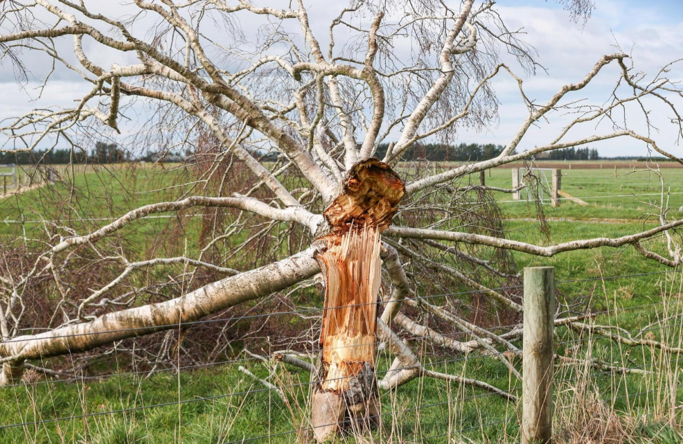 Severe winds toppled this tree on the Arundel Rakaia Gorge Rd. Photo: RNZ 

