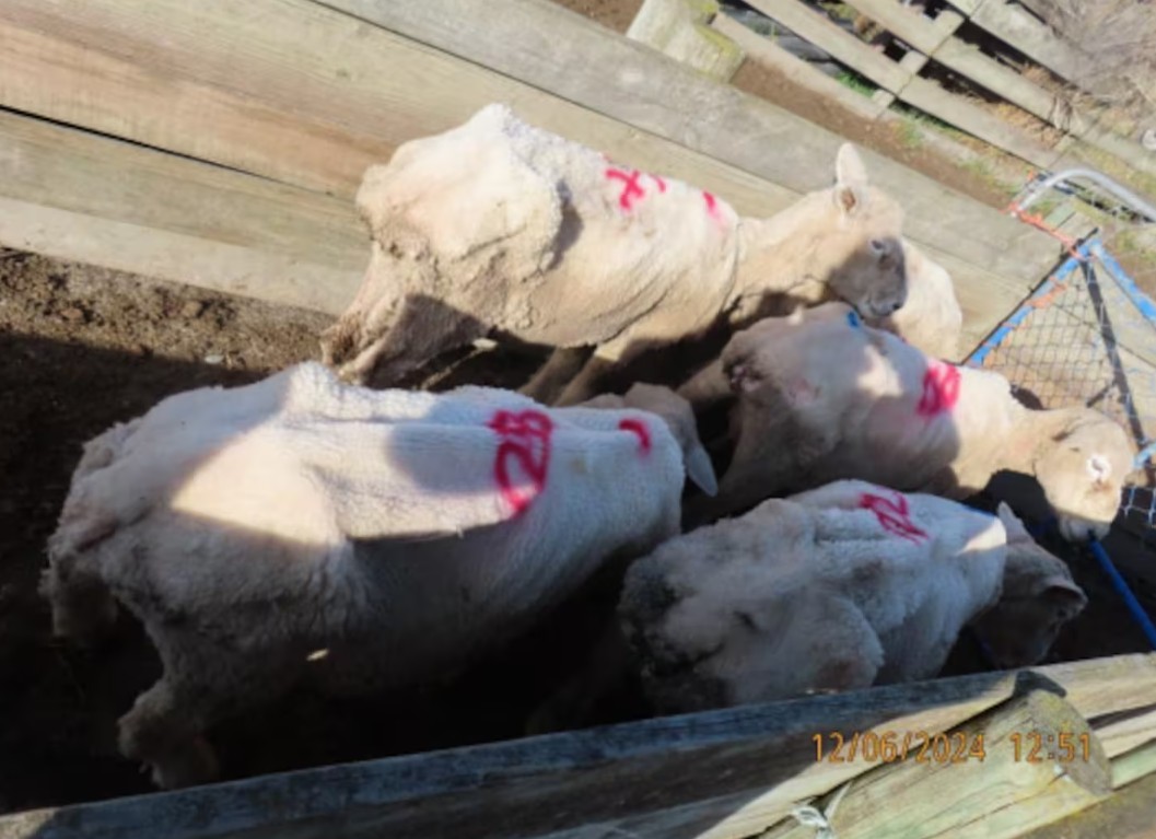 Many of the sheep were in poor condition. Photo: Ministry for Primary Industries