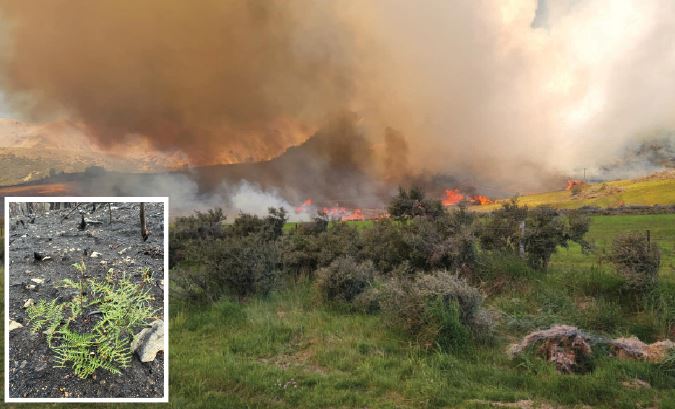 The Bridge Hill fire burnt through about 900ha of bush and farmland in December. Inset – plants...