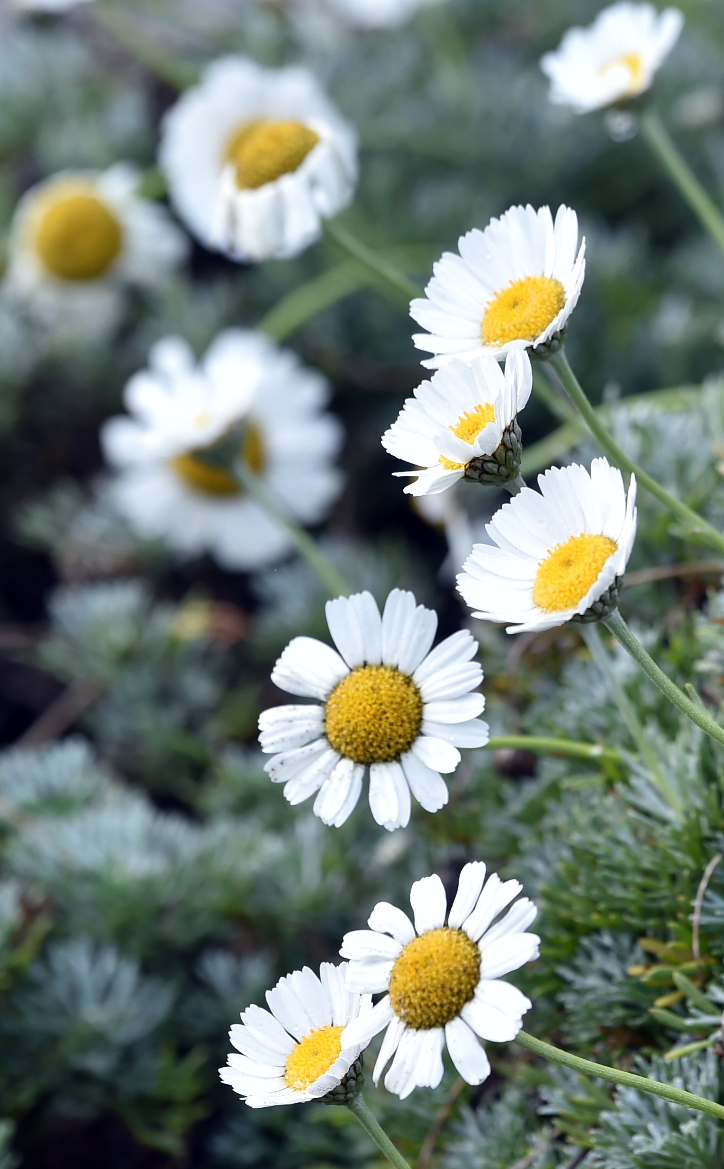 Rhodanthemum hosmariense. PHOTO: PETER MCINTOSH