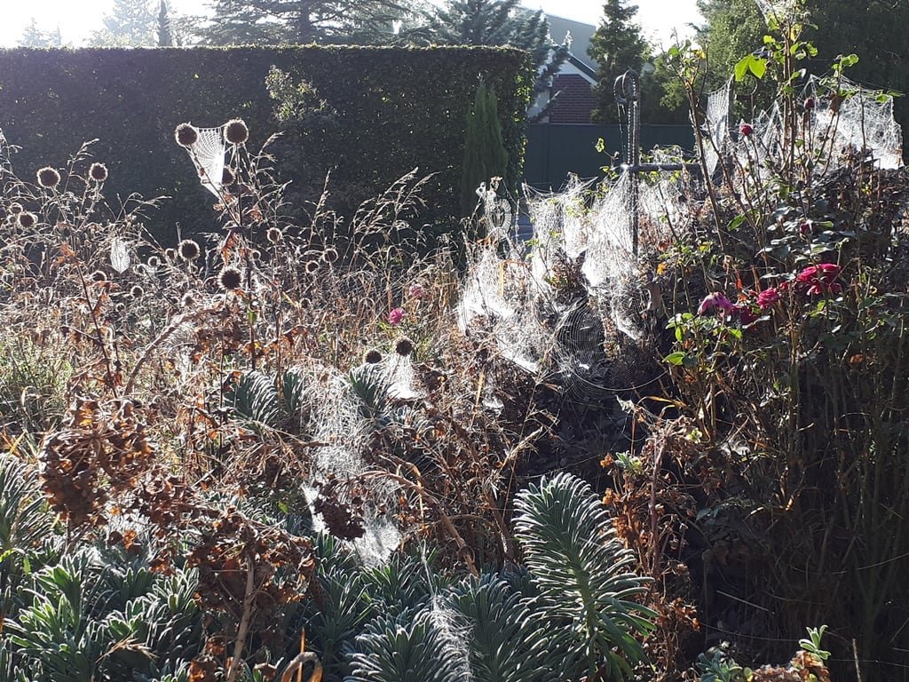 Winter light captures the lace-like spider webs spun around rose hips and blue globe thistle seed...