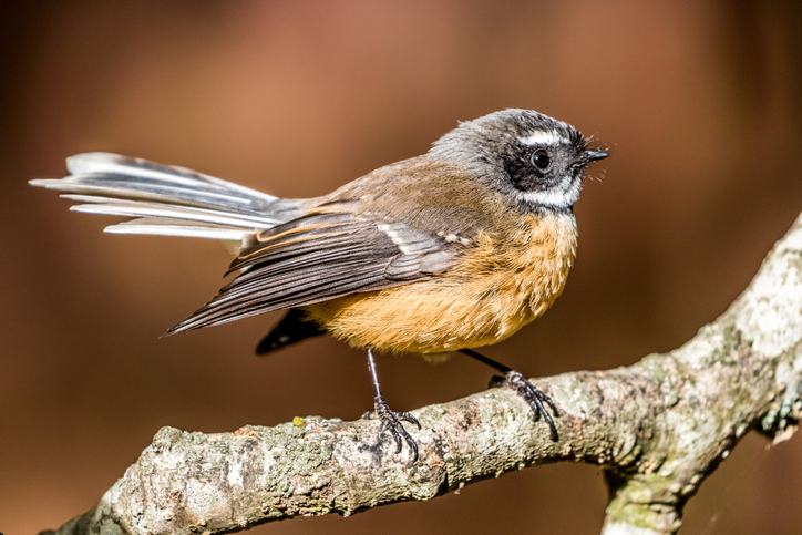 Fantail (Rhipidura fuliginosa). Photo: File 