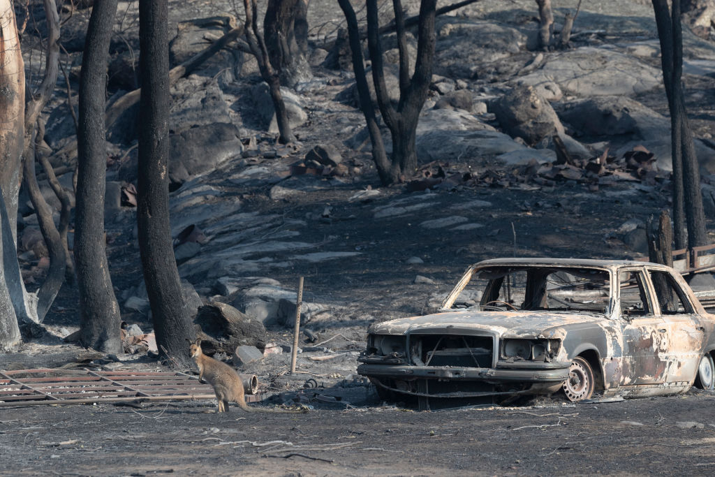 A kangaroo pauses by the burnt-out remains of a car after a bushfire swept through Torrington in...