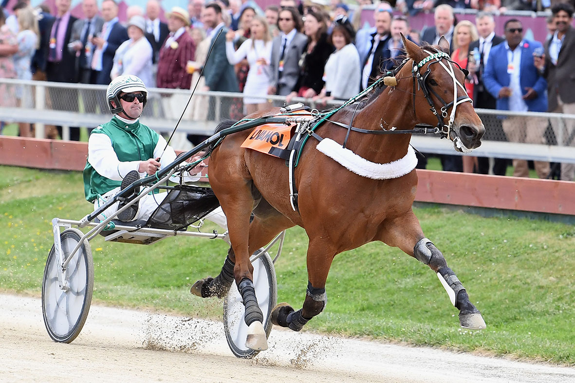 Bob Butt driving Heavyweight Hero to win the NZ Trotting Free-For-All on Cup Day at Addington...