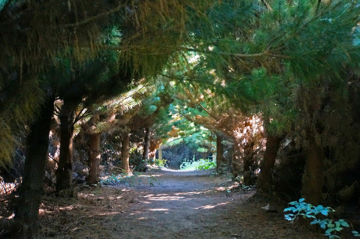 Bottle Lake Forest Park. Photo: File image