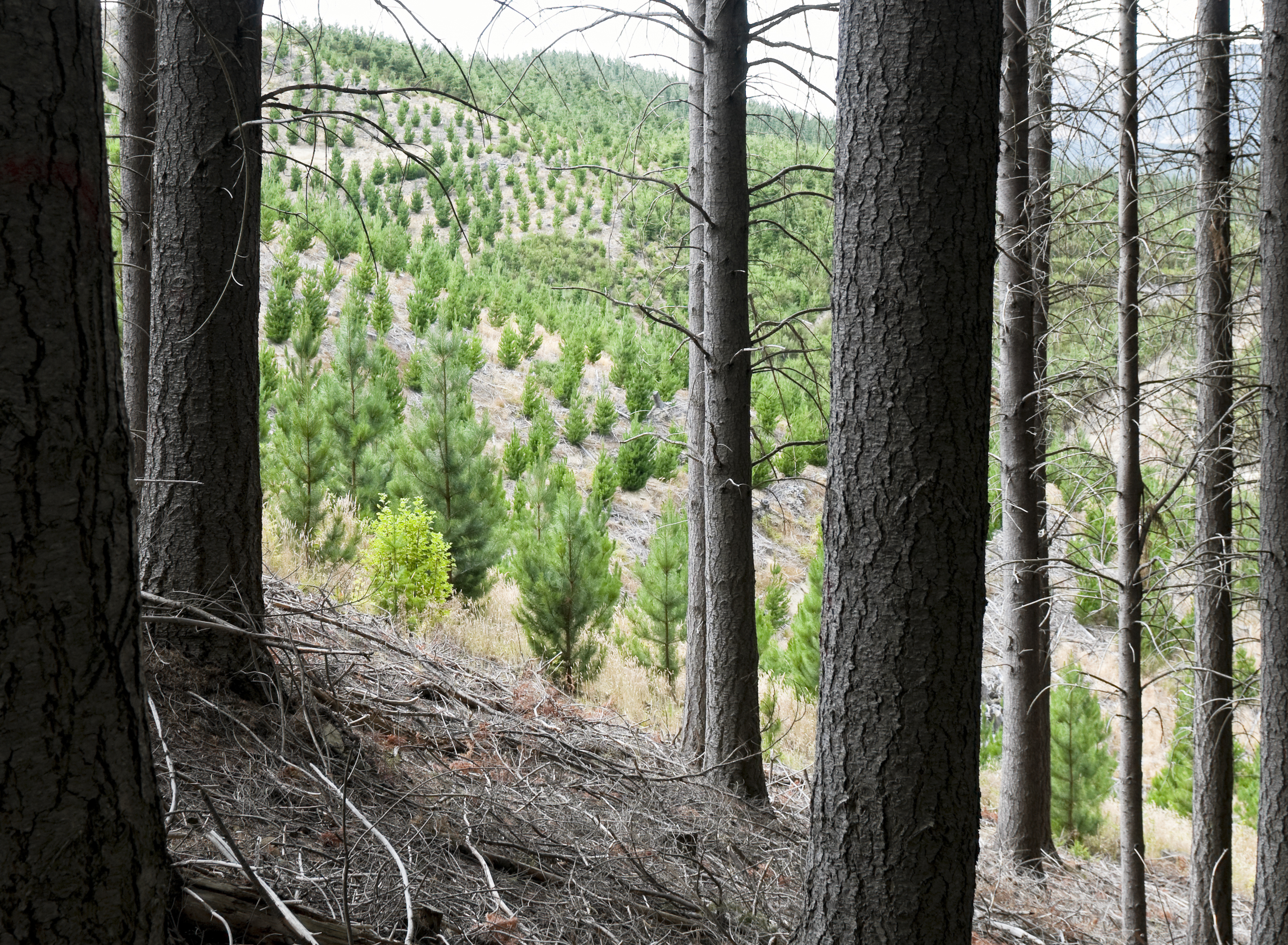 Forestry planting has emerged as a key element of the Government's efforts to tilt the NZ economy...