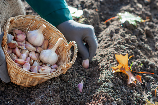 Garlic and shallots should be planted now until early spring. Photo: Getty Images