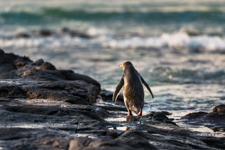 The group fears a marine reserve would do more harm than good to yellow-eyed penguin populations...