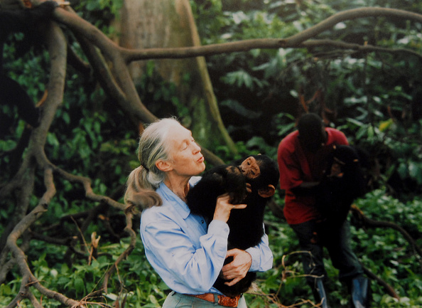 Dame Jane Goodall, pictured about 1995, upended scientific norms, giving chimpanzees names...