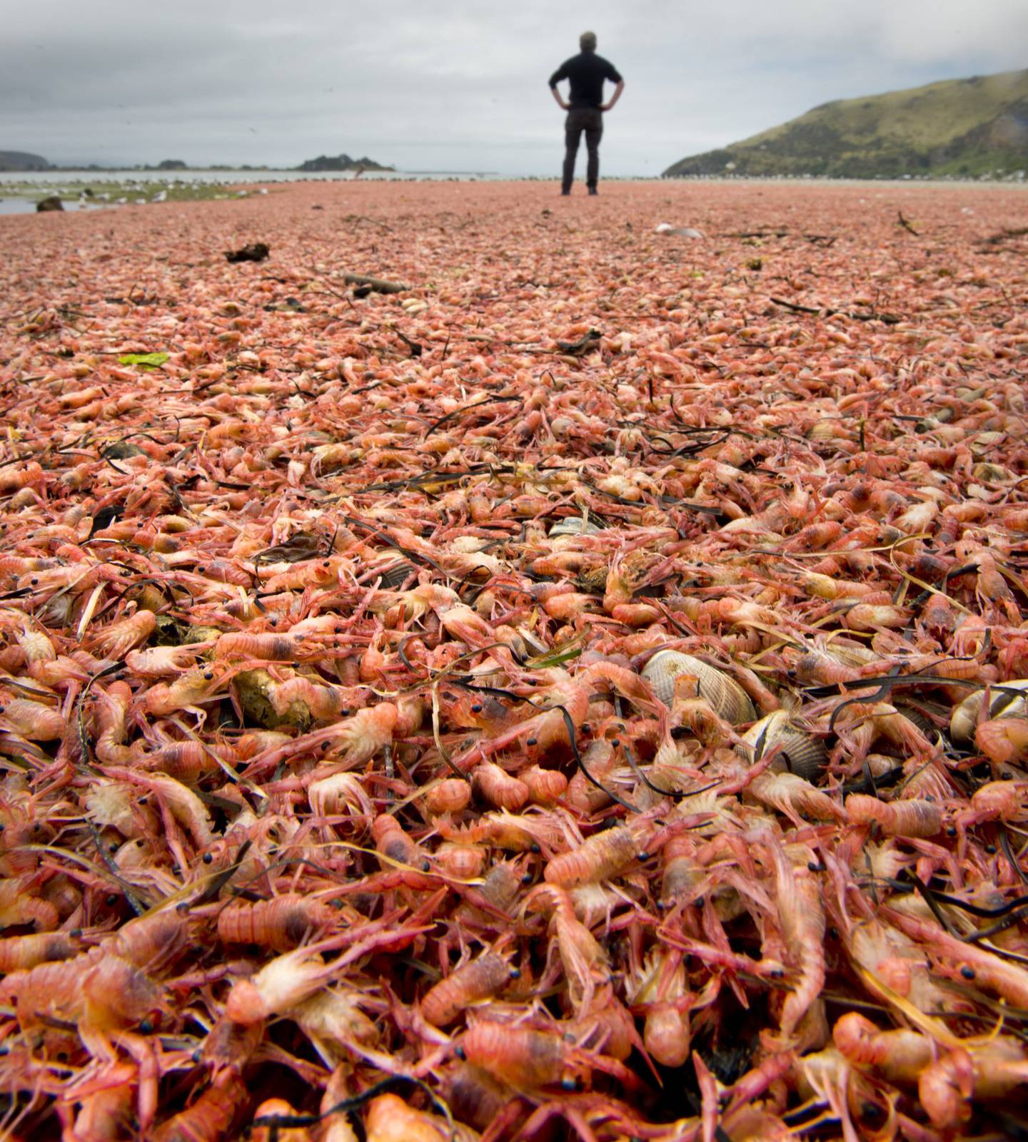 Strandings of  krill has become less common.


