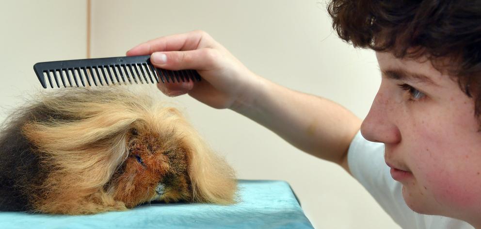 Josh Wilson-Jones grooms Claremont Gingerbread, at a previous Otago Cavy Club winter show. PHOTO:...