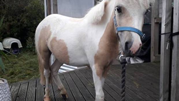 The tiny horse was in an enclosed space when it went missing. Photo: NZ Police