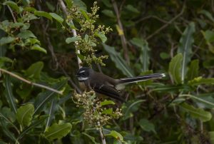 A piwakawaka in Tiromoana Bush. Photo: Nathn Trethowen