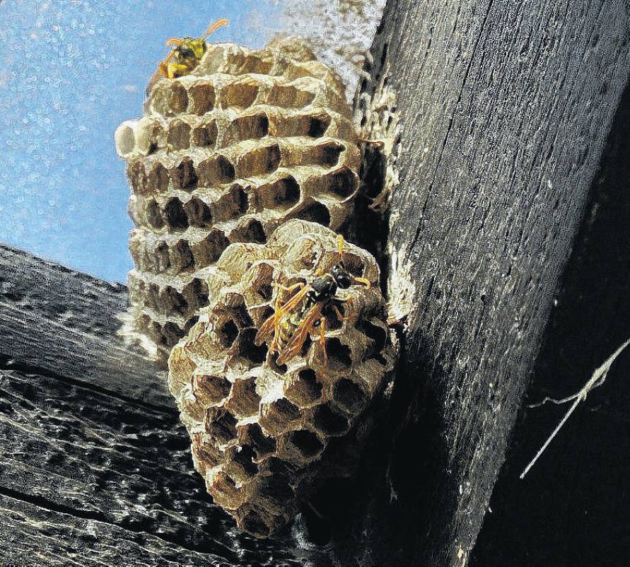 A paper wasp nest in Fernside. The predatory insects are believed to be the main cause of the...
